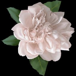 flower-left