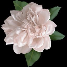 flower-left